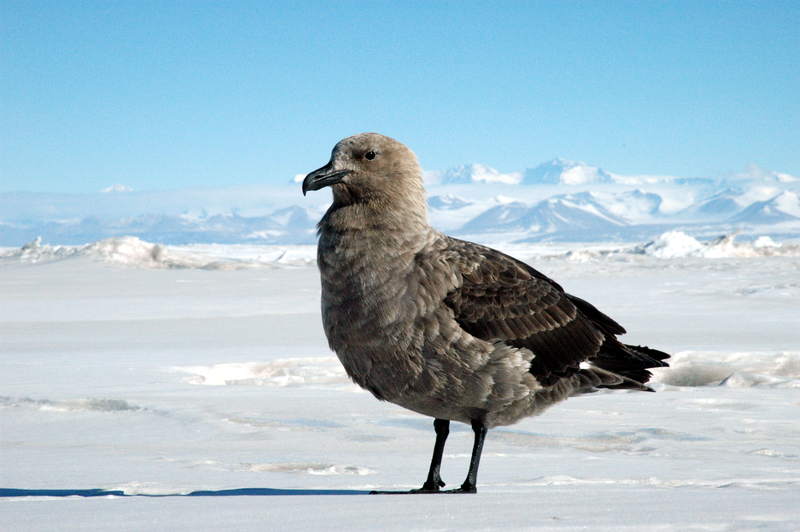 Illustration for article titled Skuas Are Cool